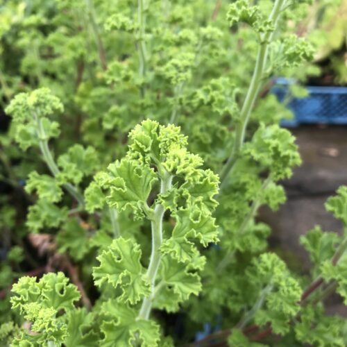 PELARGONIUM,  Lemon scent..