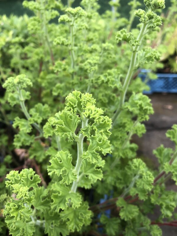 PELARGONIUM,  Lemon scent..
