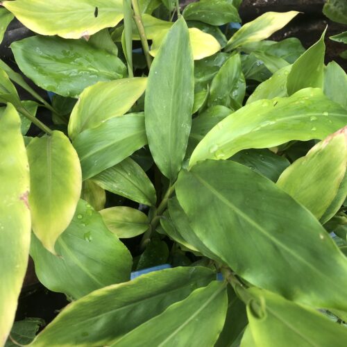 CARDAMOM