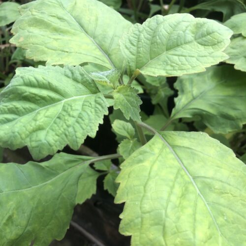 PATCHOULI
