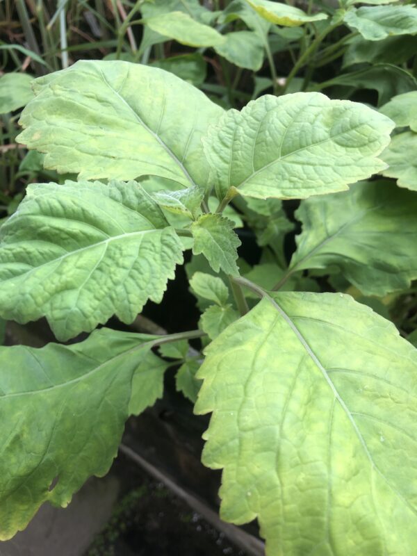 PATCHOULI
