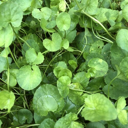 GOTU KOLA