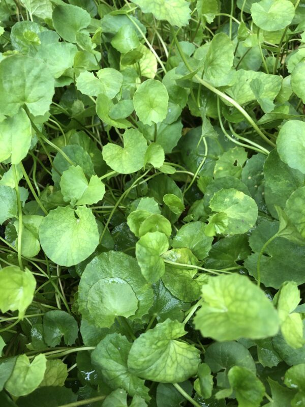 IMG_5354 GOTU KOLA