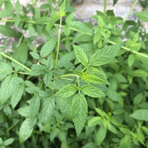 BALM OF GILEAD