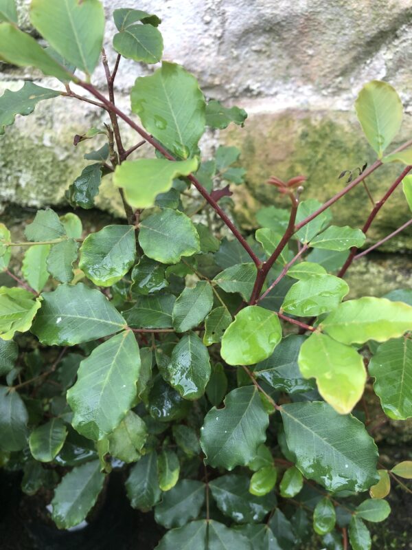 CAROB TREE