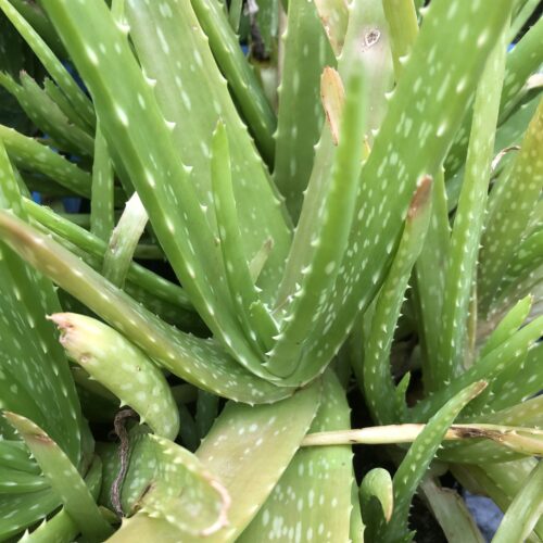 ALOE VERA