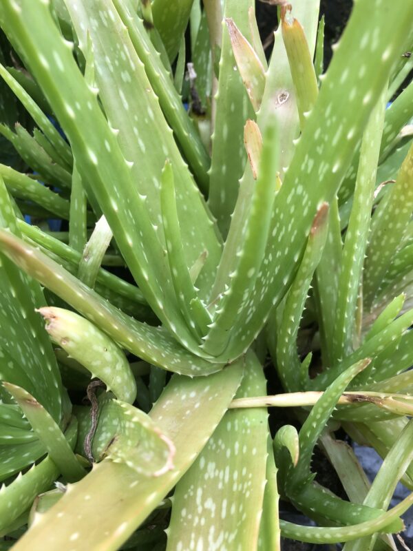IMG_5370 ALOE VERA