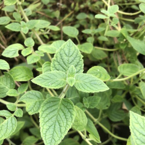 MINT, PERUVIAN