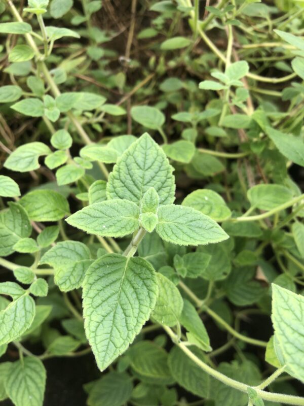 IMG_5372 MINT, PERUVIAN
