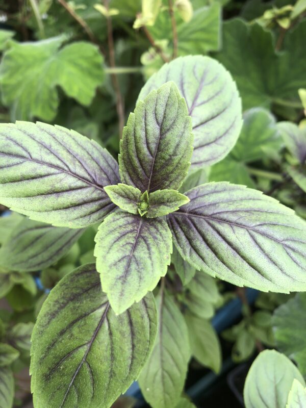 IMG_5373 BASIL, AFRICAN BLUE