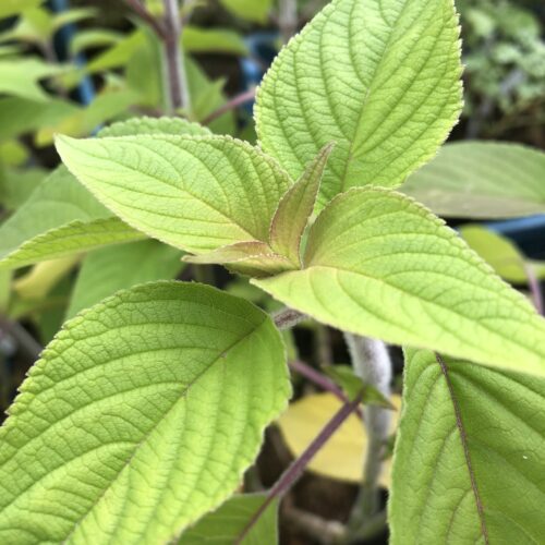 SAGE, SCARLET PINEAPPLE
