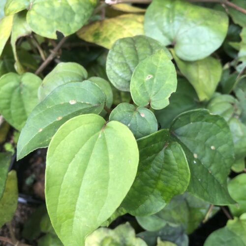 BETEL