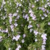 SAVORY, 'PURPLE MOUNTAIN'