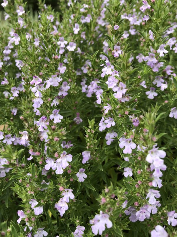 SAVORY, 'PURPLE MOUNTAIN'