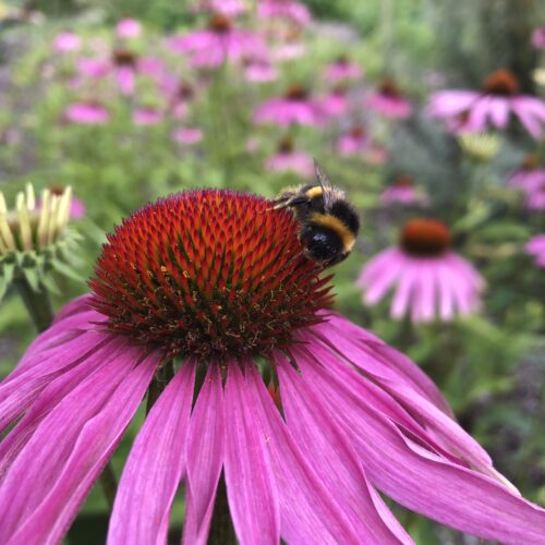 ECHINACEA PURPUREA
