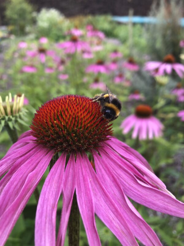 ECHINACEA PURPUREA