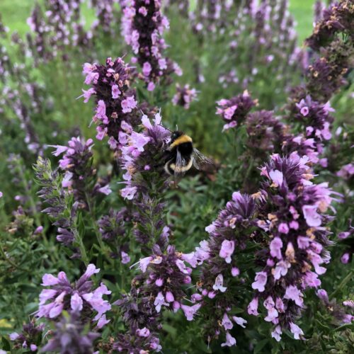 HYSSOP, PINK