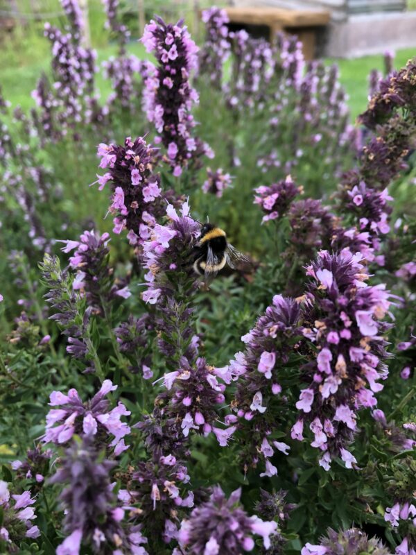HYSSOP, PINK