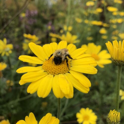 CHAMOMILE, DYERS'