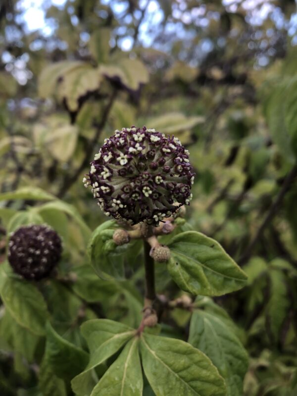 GINSENG, SIBERIAN