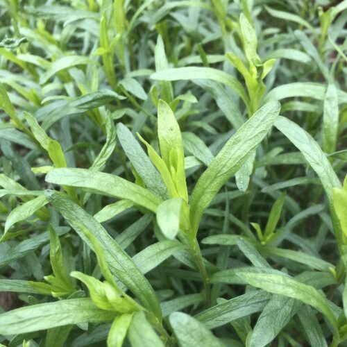 TARRAGON, FRENCH