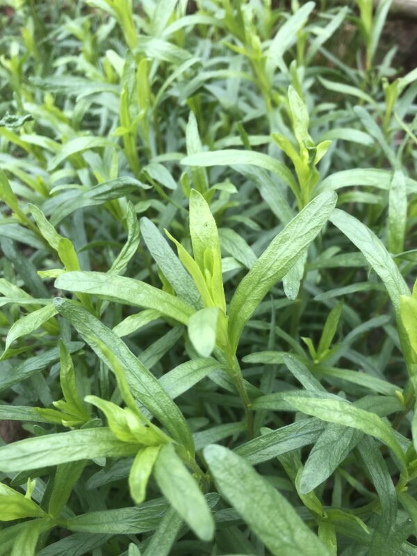IMG_5901 TARRAGON, FRENCH