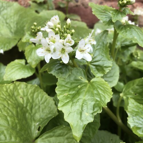 WASABI or JAPANESE HORSERADISH, WILD
