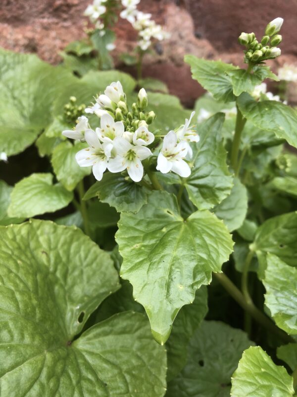 WASABI or JAPANESE HORSERADISH, WILD