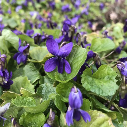 SWEET VIOLET