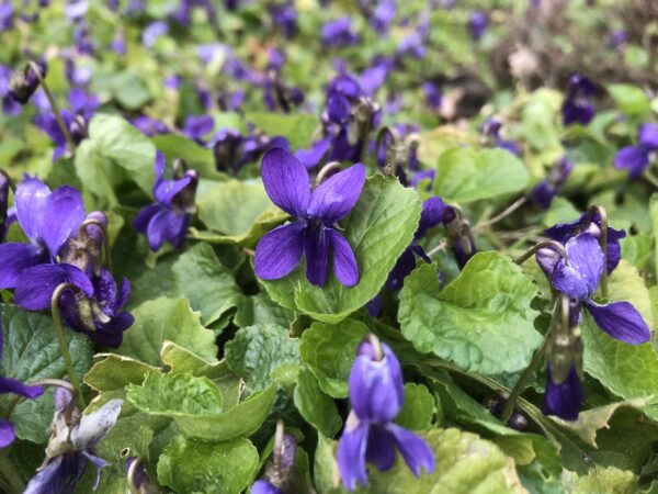 IMG_5918 SWEET VIOLET