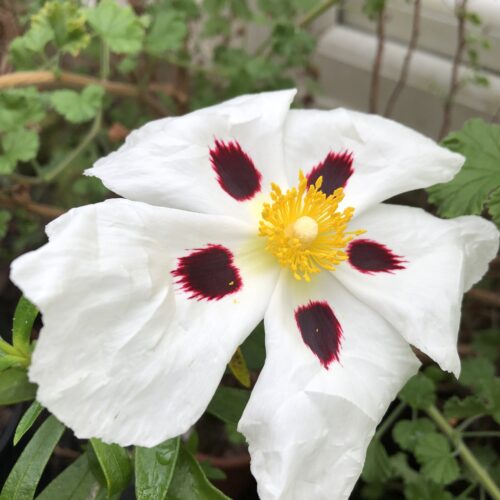 CRETAN ROCK-ROSE