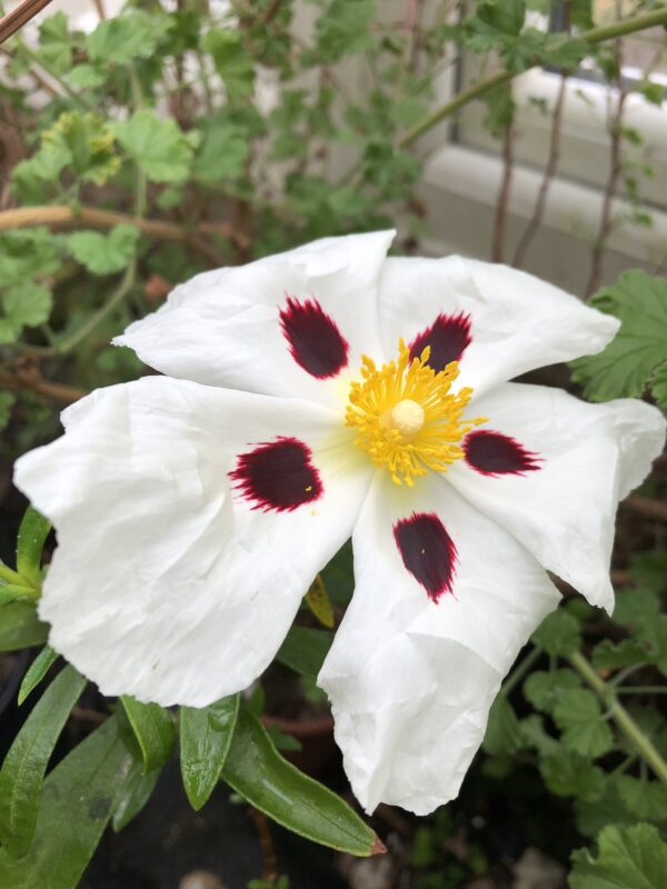 CRETAN ROCK-ROSE