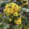 MOUNTAIN/OREGON GRAPE