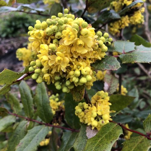 MOUNTAIN/OREGON GRAPE