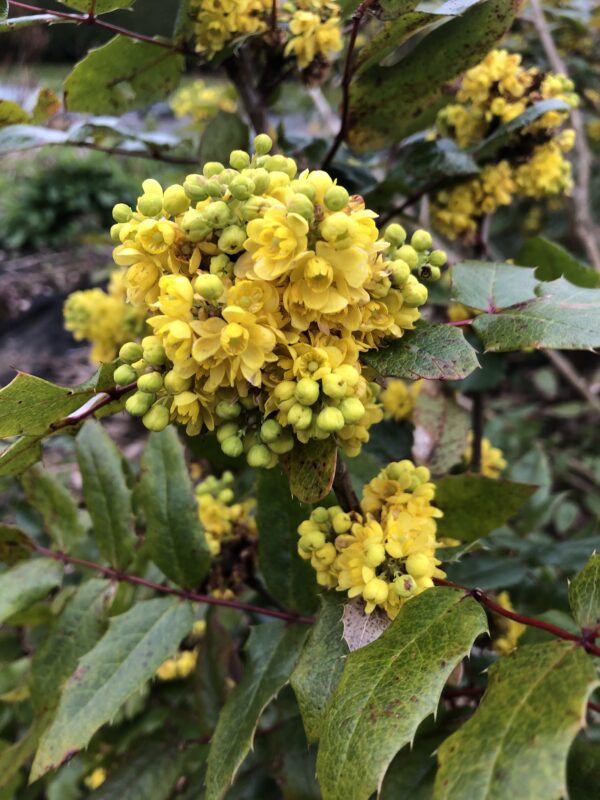 IMG_5951 MOUNTAIN/OREGON GRAPE