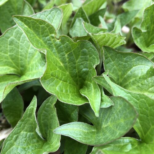GOOD KING HENRY
