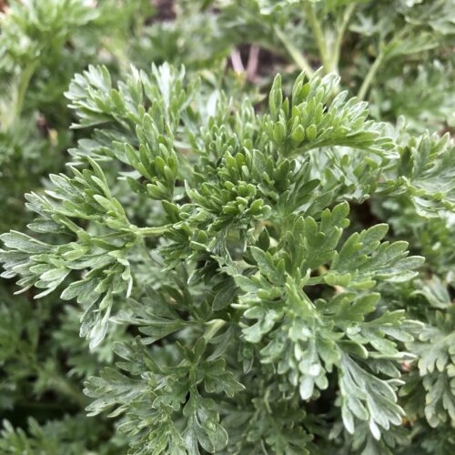 WORMWOOD, COMMON