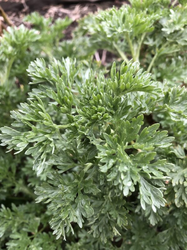 WORMWOOD, COMMON