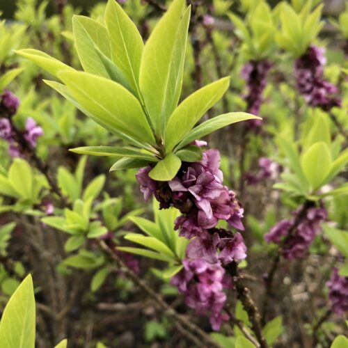 DAPHNE MEZEREON