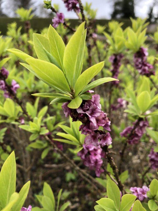 IMG_5969 DAPHNE MEZEREON