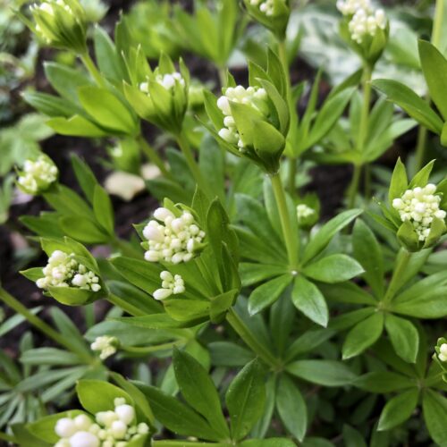WOODRUFF, SWEET