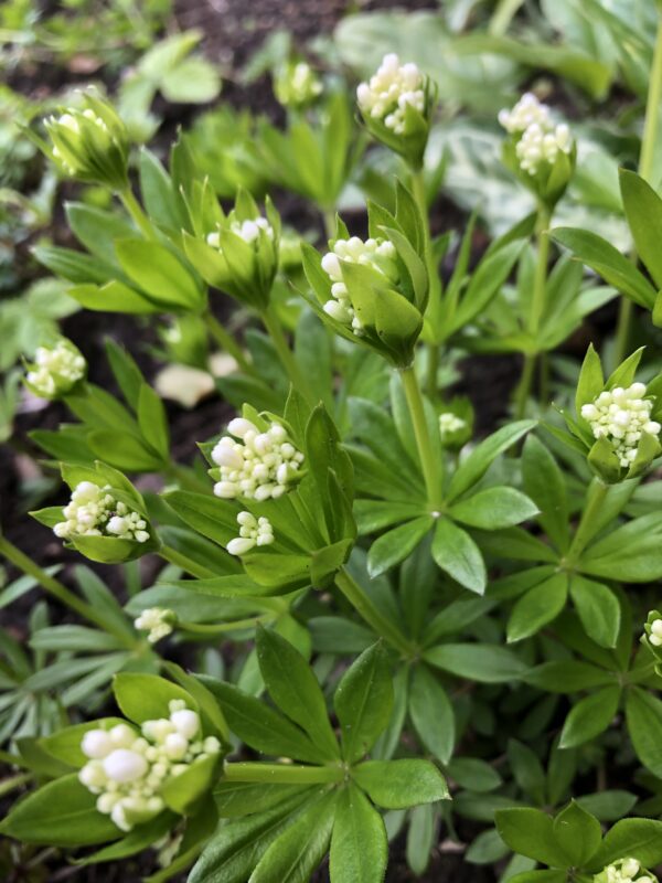 IMG_5977 WOODRUFF, SWEET