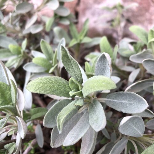 SAGE, SPANISH