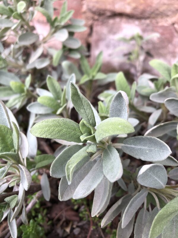 SAGE, SPANISH