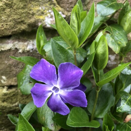 PERIWINKLE, GREATER