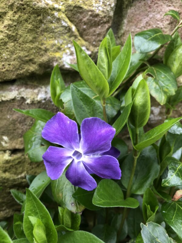 IMG_5981 PERIWINKLE, GREATER