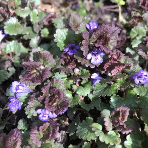 GROUND IVY