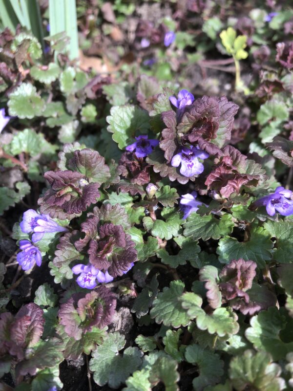 IMG_5996 GROUND IVY