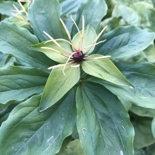HERB PARIS