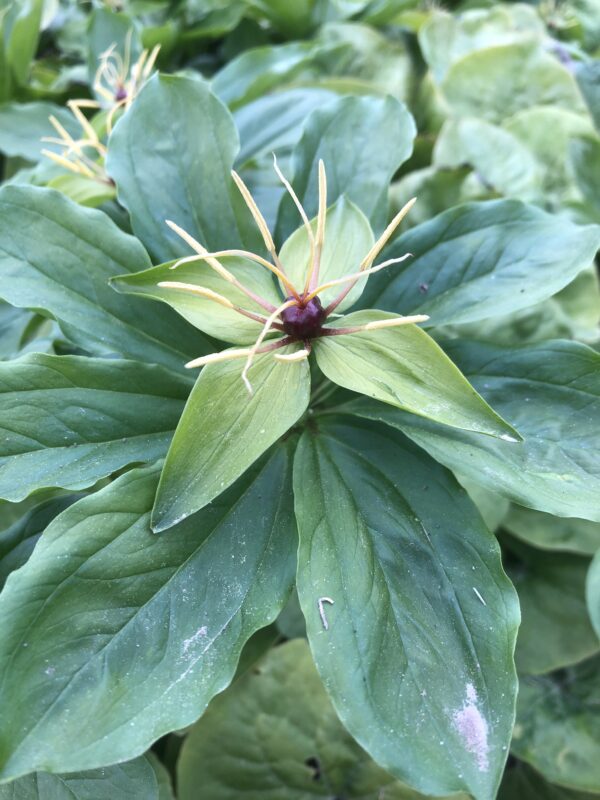HERB PARIS